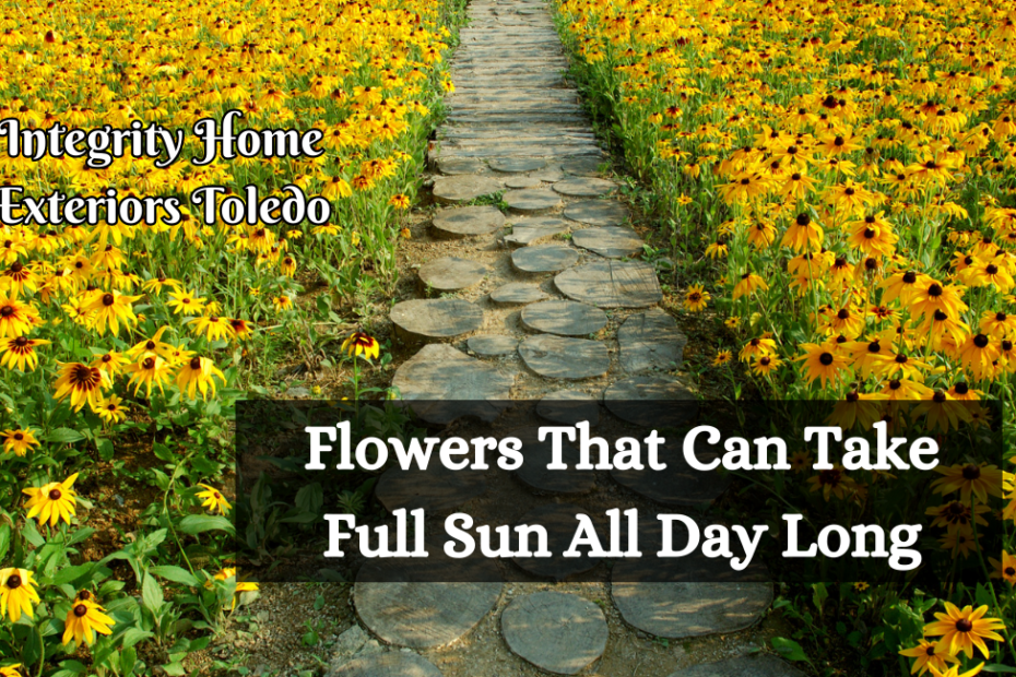 Flowers That Can Take Full Sun All Day Long
